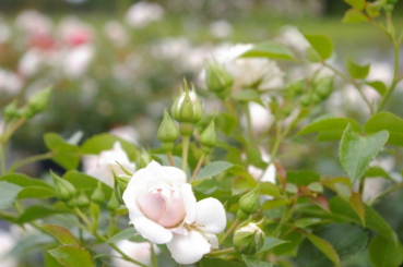 Preview: Hochstammrose Aspirin 3